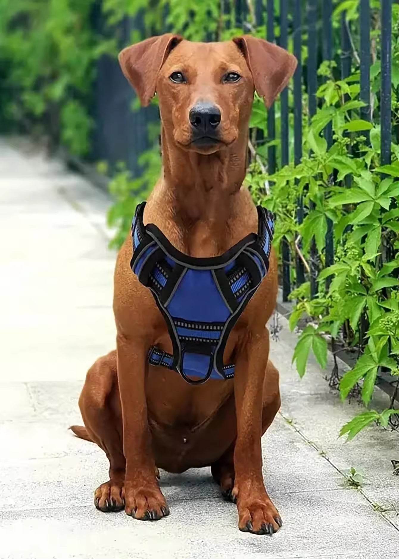 Tactical Service Dog Harness Strap Set,